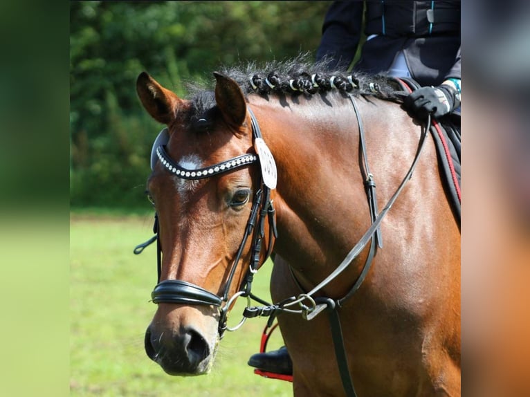 Deutsches Reitpony Stute 14 Jahre 146 cm Brauner in Vechta