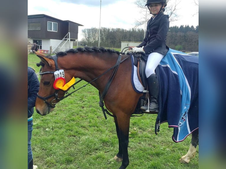 Deutsches Reitpony Stute 14 Jahre 146 cm Brauner in Vechta