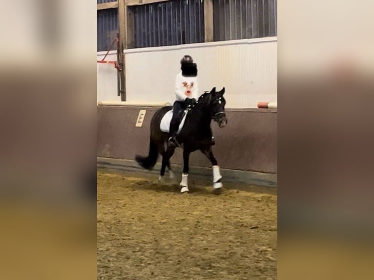 Deutsches Reitpony Stute 14 Jahre 146 cm Dunkelbrauner in Senden