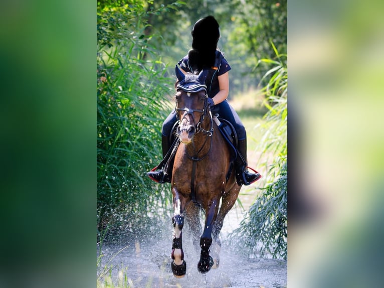 Deutsches Reitpony Stute 14 Jahre 146 cm Dunkelbrauner in Senden