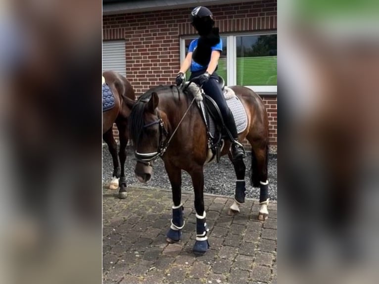 Deutsches Reitpony Stute 14 Jahre 146 cm Dunkelbrauner in Senden