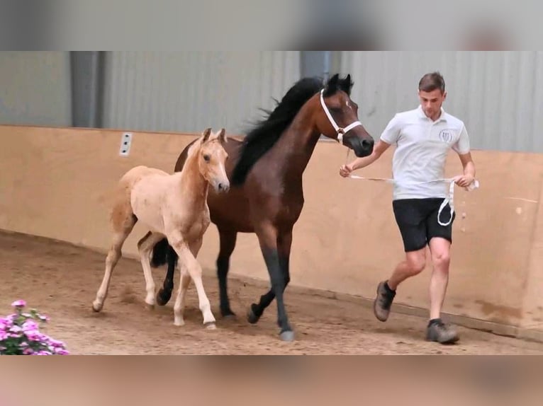 Deutsches Reitpony Stute 14 Jahre 146 cm Dunkelbrauner in Todendorf