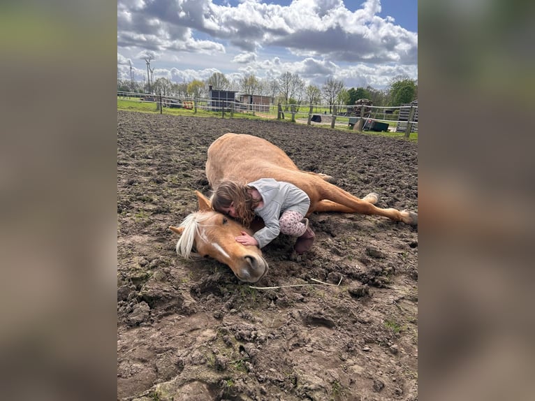 Deutsches Reitpony Stute 14 Jahre 146 cm Dunkelbrauner in Todendorf