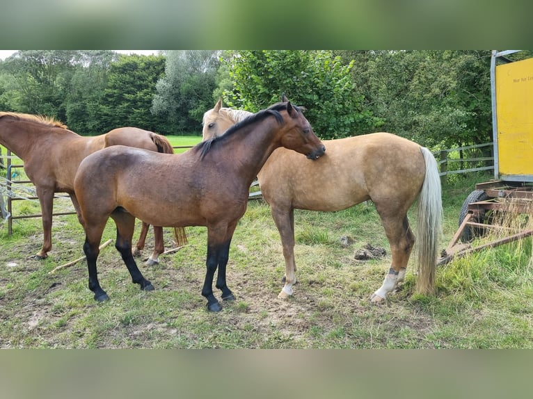 Deutsches Reitpony Stute 14 Jahre 146 cm Dunkelbrauner in Todendorf