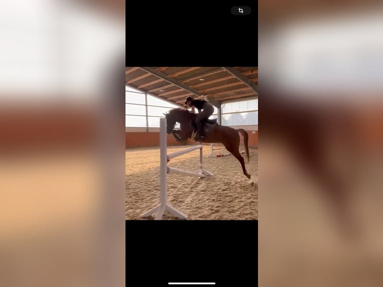 Deutsches Reitpony Stute 14 Jahre 146 cm Fuchs in Nottuln