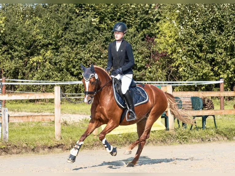 Deutsches Reitpony Stute 14 Jahre 146 cm Fuchs in Nottuln