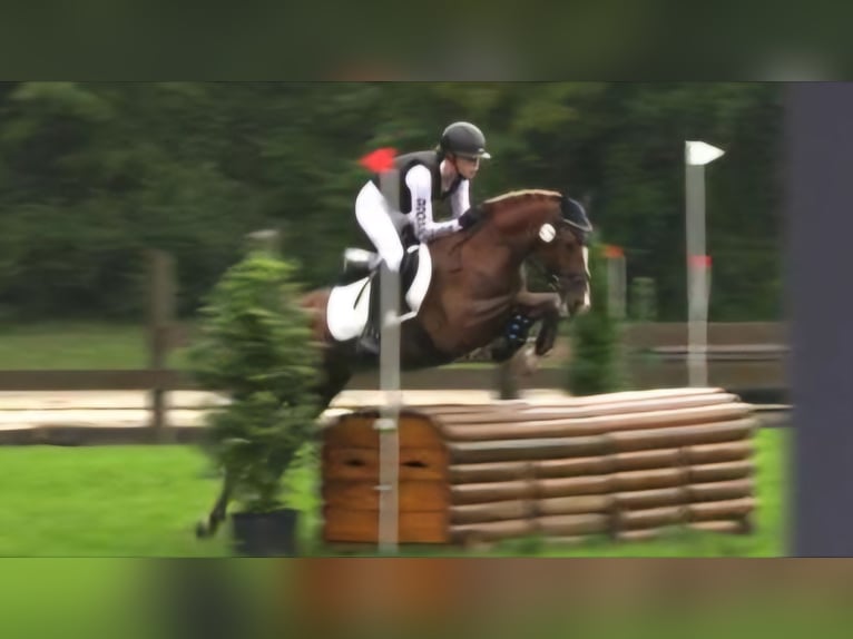 Deutsches Reitpony Stute 14 Jahre 146 cm Fuchs in Nottuln