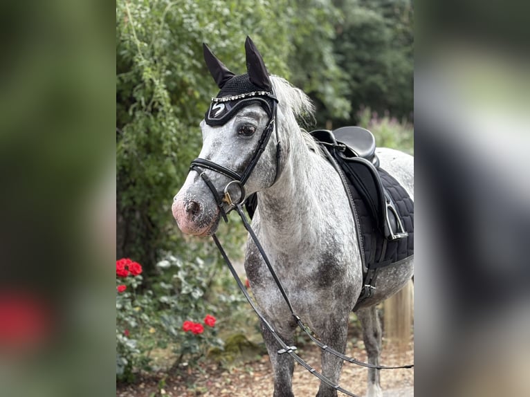 Deutsches Reitpony Stute 14 Jahre 146 cm Tigerschecke in Horb am Neckar