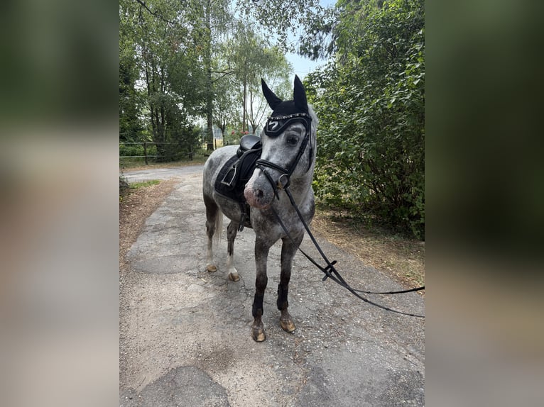 Deutsches Reitpony Stute 14 Jahre 146 cm Tigerschecke in Horb am Neckar