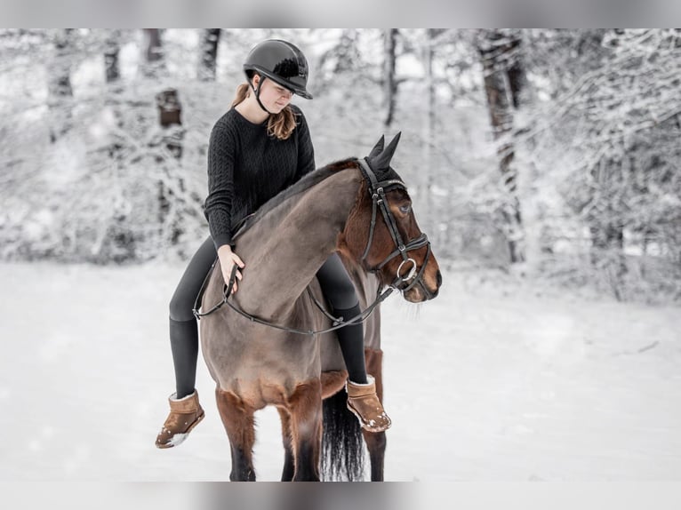 Deutsches Reitpony Stute 14 Jahre 147 cm Brauner in Zeven