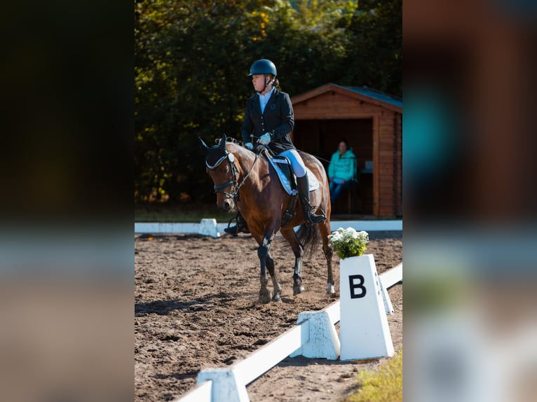Deutsches Reitpony Stute 14 Jahre 147 cm Brauner in Zeven