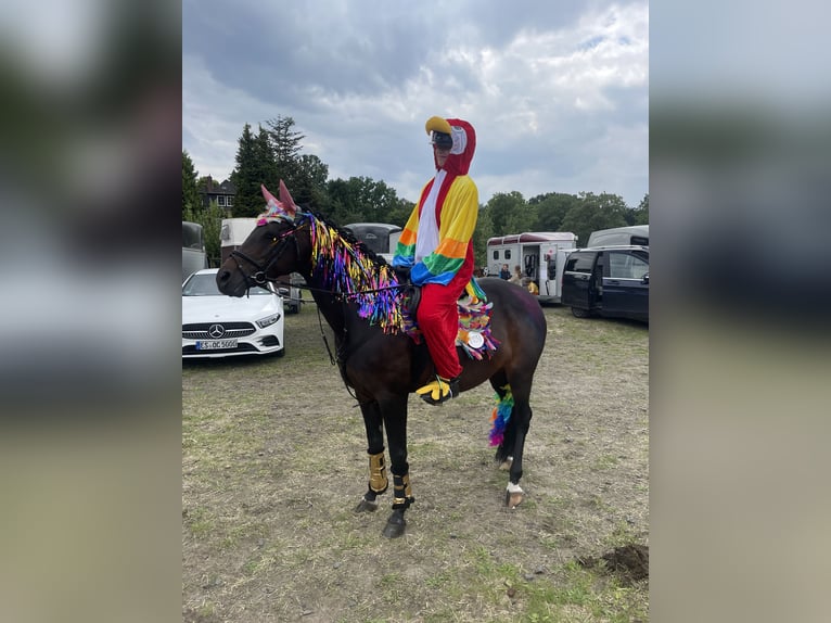 Deutsches Reitpony Stute 14 Jahre 147 cm Dunkelbrauner in Schenefeld