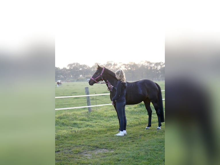 Deutsches Reitpony Stute 14 Jahre 147 cm Dunkelbrauner in Schenefeld