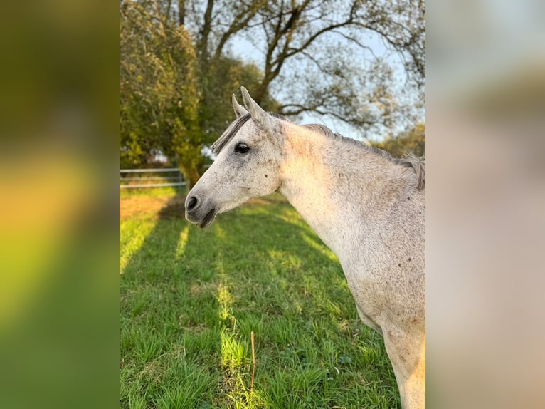 Deutsches Reitpony Stute 14 Jahre 147 cm Fliegenschimmel in Raeren