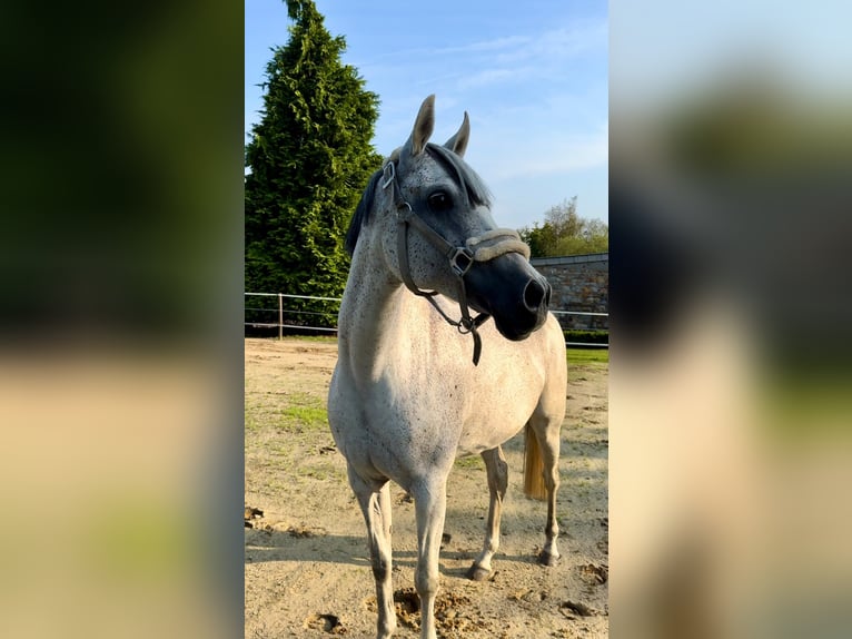 Deutsches Reitpony Stute 14 Jahre 147 cm Fliegenschimmel in Raeren