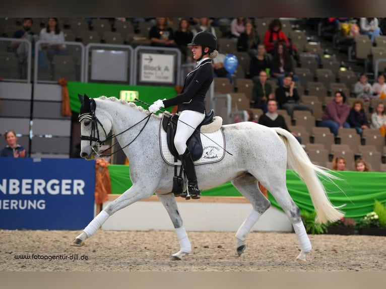 Deutsches Reitpony Stute 14 Jahre 147 cm Fliegenschimmel in Harsdorf