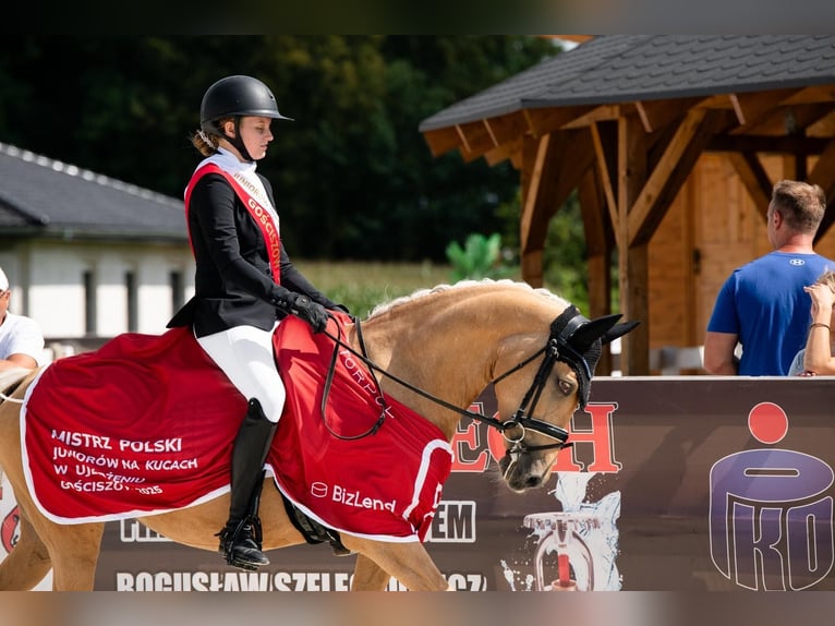 Deutsches Reitpony Stute 14 Jahre 147 cm Palomino in Bar&#x142;omino