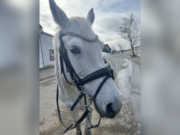 Deutsches Reitpony Stute 14 Jahre 147 cm Schimmel in Bernstadt auf dem Eigen