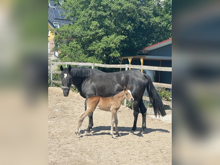 Deutsches Reitpony Stute 14 Jahre 147 cm Schwarzbrauner in Ganderkesee