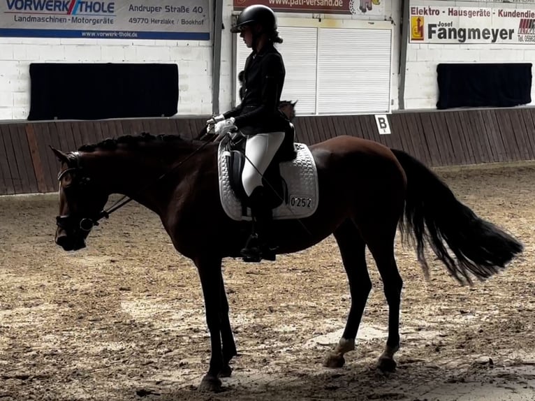 Deutsches Reitpony Stute 14 Jahre 148 cm Brauner in Bissendorf