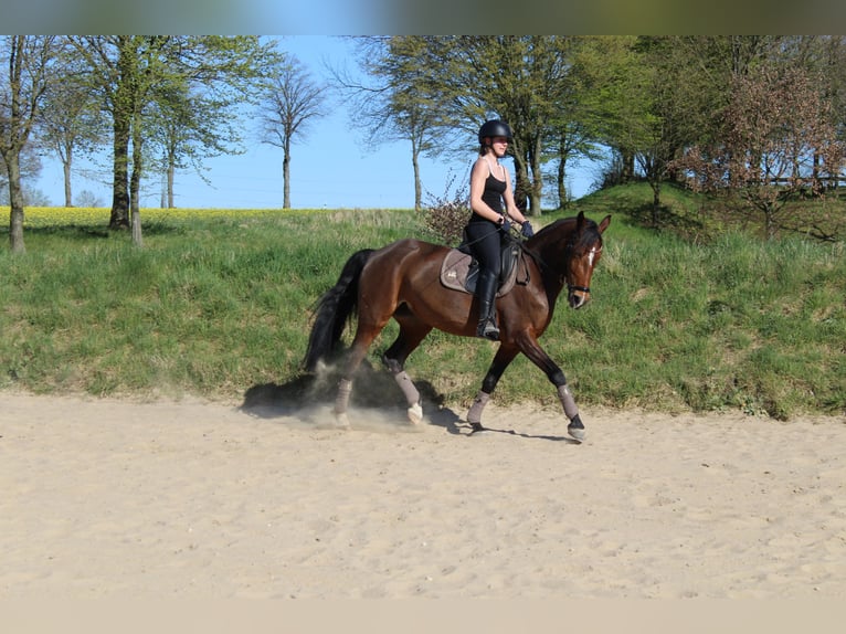 Deutsches Reitpony Stute 14 Jahre 148 cm Brauner in Bissendorf