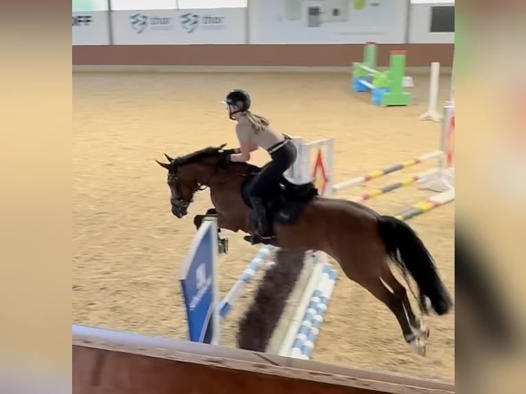 Deutsches Reitpony Stute 14 Jahre 148 cm Brauner in Bissendorf
