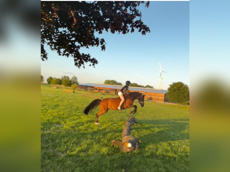 Deutsches Reitpony Stute 14 Jahre 148 cm Brauner in Bissendorf