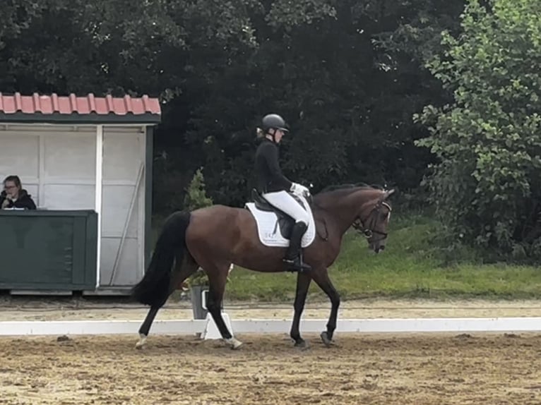 Deutsches Reitpony Stute 14 Jahre 148 cm Brauner in Bissendorf
