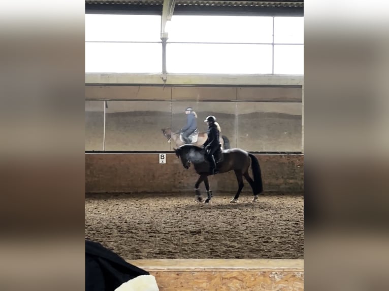 Deutsches Reitpony Stute 14 Jahre 148 cm Brauner in Bissendorf