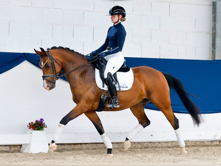 Deutsches Reitpony Stute 14 Jahre 148 cm Brauner in Preußisch Oldendorf