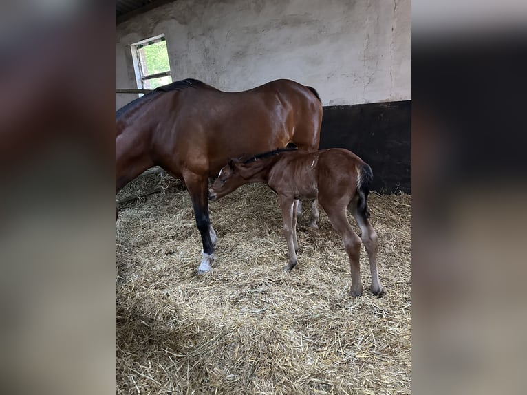 Deutsches Reitpony Stute 14 Jahre 148 cm Brauner in Saterland