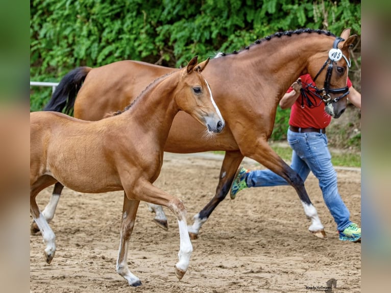 Deutsches Reitpony Stute 14 Jahre 148 cm Brauner in Saterland