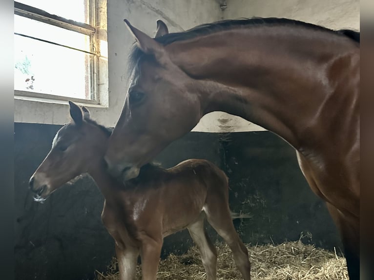 Deutsches Reitpony Stute 14 Jahre 148 cm Brauner in Saterland