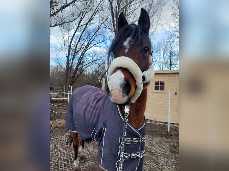 Deutsches Reitpony Stute 14 Jahre 148 cm Brauner in Landsberg