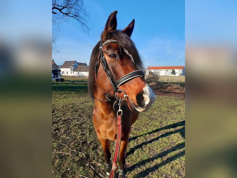 Deutsches Reitpony Stute 14 Jahre 148 cm Brauner in Landsberg