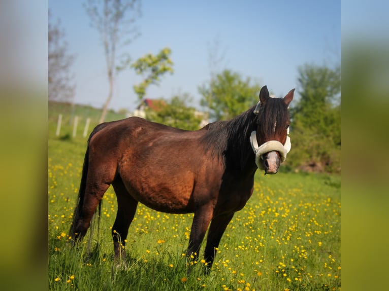 Deutsches Reitpony Stute 14 Jahre 148 cm Brauner in Landsberg