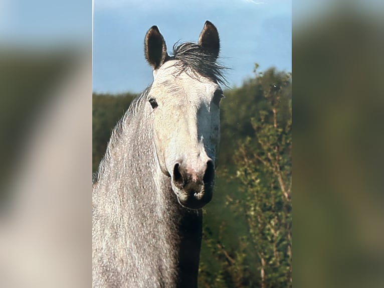 Deutsches Reitpony Stute 14 Jahre 148 cm Brauner in Flintbek