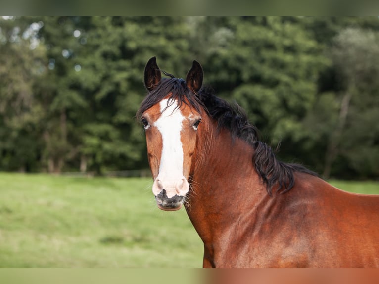 Deutsches Reitpony Stute 14 Jahre 148 cm Brauner in Flintbek