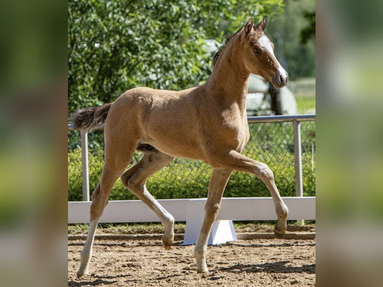 Deutsches Reitpony Stute 14 Jahre 148 cm Brauner in Flintbek