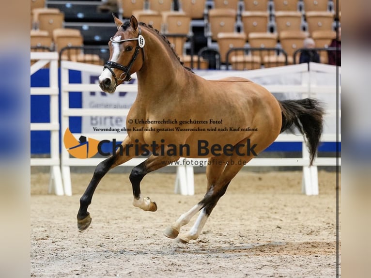 Deutsches Reitpony Stute 14 Jahre 148 cm Brauner in Flintbek