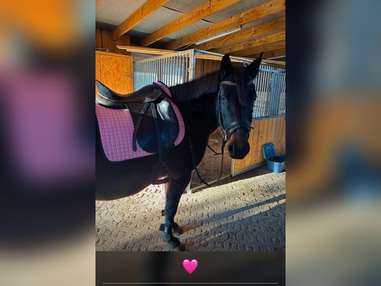 Deutsches Reitpony Stute 14 Jahre 148 cm Dunkelbrauner in Uthleben