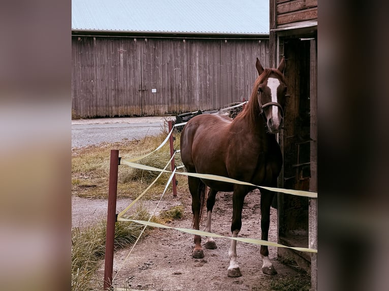 Deutsches Reitpony Stute 14 Jahre 148 cm Dunkelfuchs in Bad Berneck im Fichtelgebirge