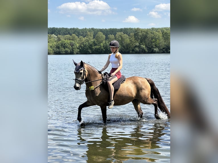 Deutsches Reitpony Stute 14 Jahre 148 cm Falbe in Kamen