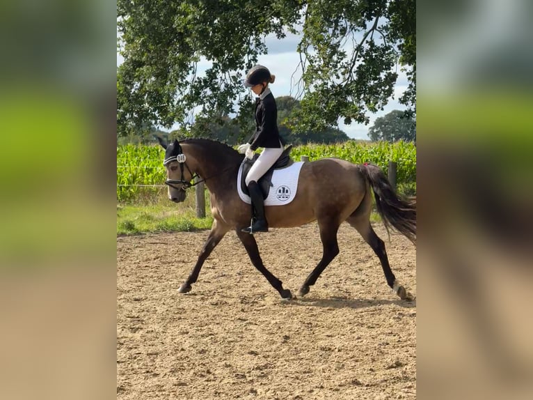 Deutsches Reitpony Stute 14 Jahre 148 cm Falbe in Kamen