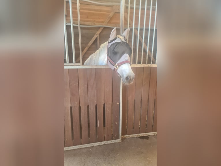 Deutsches Reitpony Stute 14 Jahre 148 cm Kann Schimmel werden in Kropp