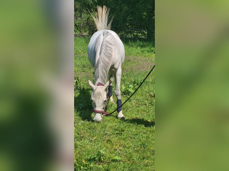 Deutsches Reitpony Stute 14 Jahre 148 cm Kann Schimmel werden in Kropp