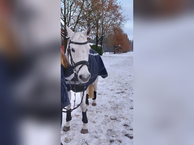 Deutsches Reitpony Stute 14 Jahre 148 cm Kann Schimmel werden in Kropp