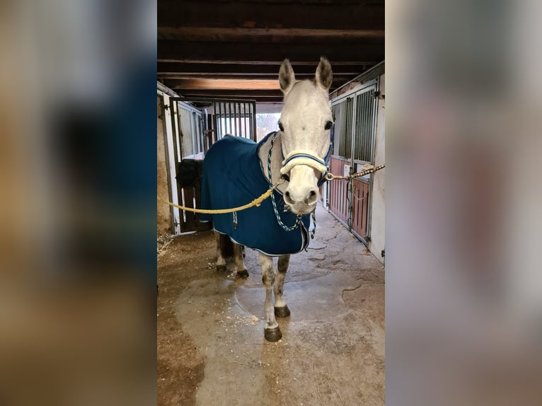 Deutsches Reitpony Stute 14 Jahre 148 cm Kann Schimmel werden in Kropp