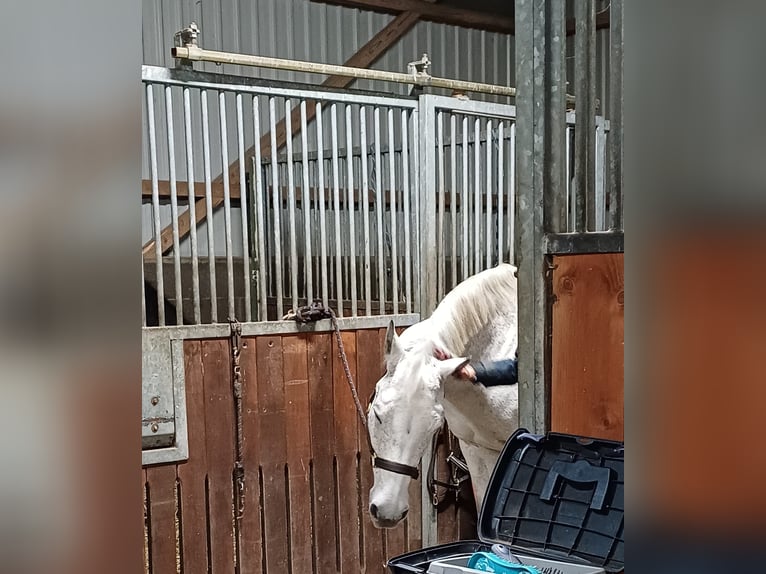 Deutsches Reitpony Stute 14 Jahre 148 cm Kann Schimmel werden in Kropp