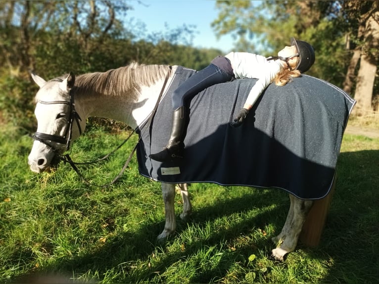 Deutsches Reitpony Stute 14 Jahre 148 cm Kann Schimmel werden in Kropp